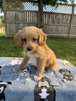 Buddy, a male Miniature Goldendoodle for sale in Nashville, TN – 1 of 5