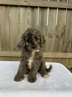 Stella (micro mini), a female Miniature Goldendoodle for sale in Nashville, TN – 7 of 8