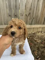 Sarah (micro mini), a female Miniature Goldendoodle for sale in Nashville, TN – 4 of 4