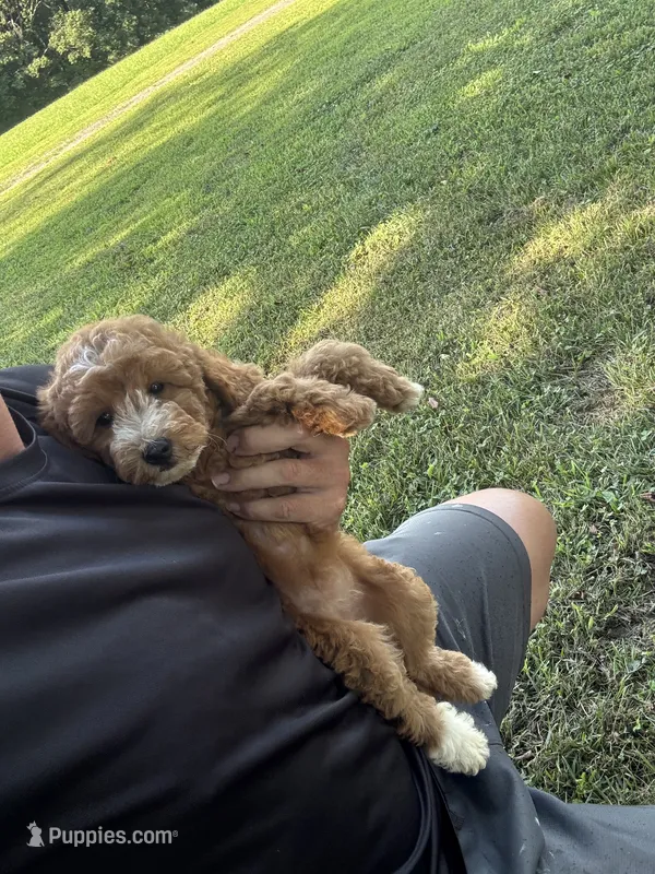 Sydney – Miniature Goldendoodle puppy for sale in Nashville, TN