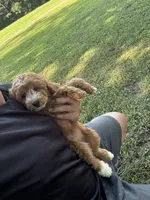 Sydney, a female Miniature Goldendoodle for sale in Nashville, TN – 1 of 7