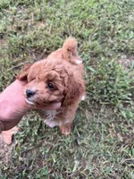 Sophie (micro Mini), a female Miniature Goldendoodle for sale in Nashville, TN – 4 of 7