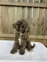 Stella (micro mini), a female Miniature Goldendoodle for sale in Nashville, TN – 5 of 8
