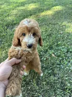 Sydney, a female Miniature Goldendoodle for sale in Nashville, TN – 3 of 7