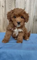Sage (micro mini), a female Miniature Goldendoodle for sale in Nashville, TN – 8 of 8