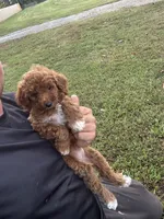 Sidney (micro mini), a female Miniature Goldendoodle for sale in Nashville, TN – 4 of 7