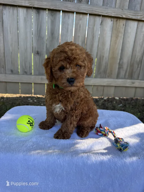 Scout – Miniature Goldendoodle puppy for sale in Nashville, TN