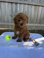 Scout, a male Miniature Goldendoodle for sale in Nashville, TN – 1 of 7