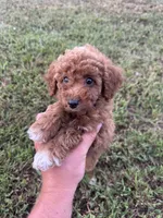 Sidney (micro mini), a female Miniature Goldendoodle for sale in Nashville, TN – 6 of 7