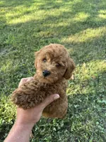 Scout, a male Miniature Goldendoodle for sale in Nashville, TN – 2 of 7