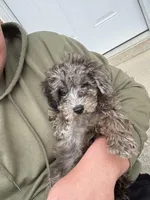 Chip, a male Miniature Goldendoodle for sale in Nashville, TN – Photo 4 of 6