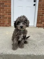 Chip, a male Miniature Goldendoodle for sale in Nashville, TN – Photo 6 of 6
