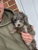 Chip, a male Miniature Goldendoodle for sale in Nashville, TN – Photo 3 of 6