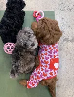 Chip, a male Miniature Goldendoodle for sale in Nashville, TN – Photo 2 of 6