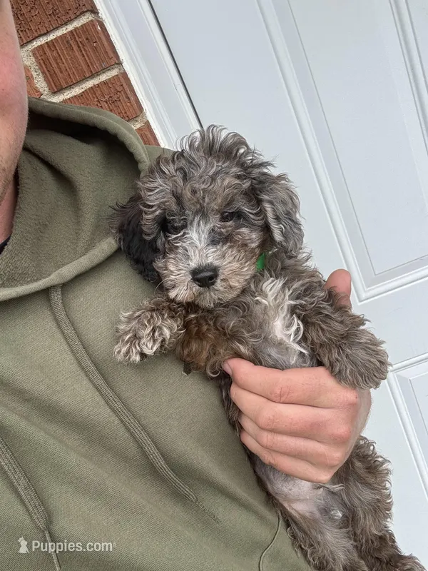 Chip – Miniature Goldendoodle puppy for sale in Nashville, TN