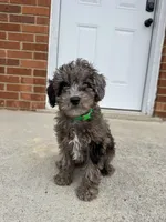 Chip, a male Miniature Goldendoodle for sale in Nashville, TN – Photo 5 of 6