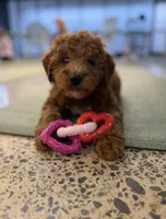 Sam, a female Miniature Goldendoodle for sale in Nashville, TN – Photo 1 of 8