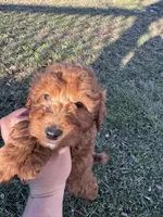 Sam, a female Miniature Goldendoodle for sale in Nashville, TN – Photo 7 of 8