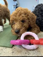 Sam, a female Miniature Goldendoodle for sale in Nashville, TN – Photo 3 of 8