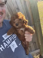 Sam, a female Miniature Goldendoodle for sale in Nashville, TN – Photo 6 of 8