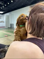 Sam, a female Miniature Goldendoodle for sale in Nashville, TN – Photo 4 of 8