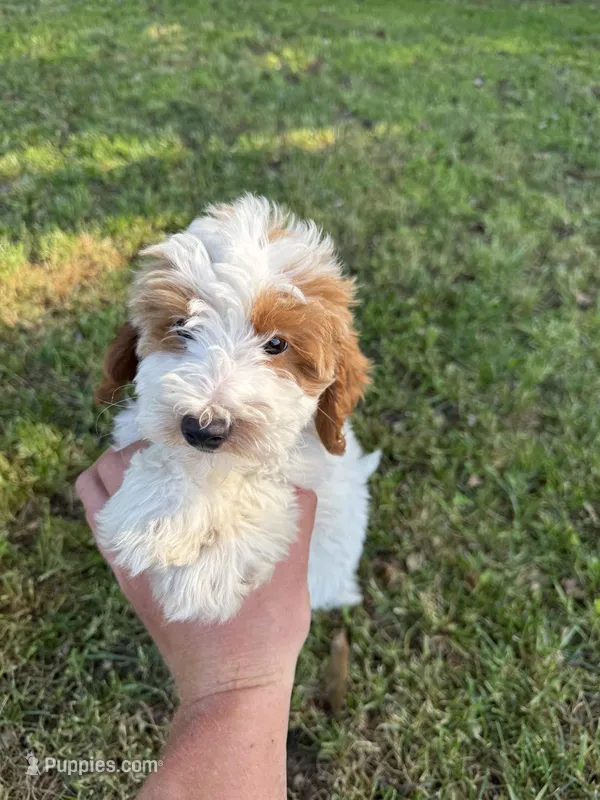 Lino – Miniature Goldendoodle puppy for sale in Nashville, TN