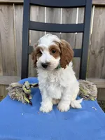 Lino, a male Miniature Goldendoodle for sale in Nashville, TN – Photo 5 of 5