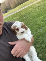 Lino, a male Miniature Goldendoodle for sale in Nashville, TN – Photo 2 of 5