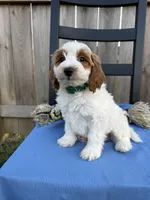 Lino, a male Miniature Goldendoodle for sale in Nashville, TN – Photo 4 of 5