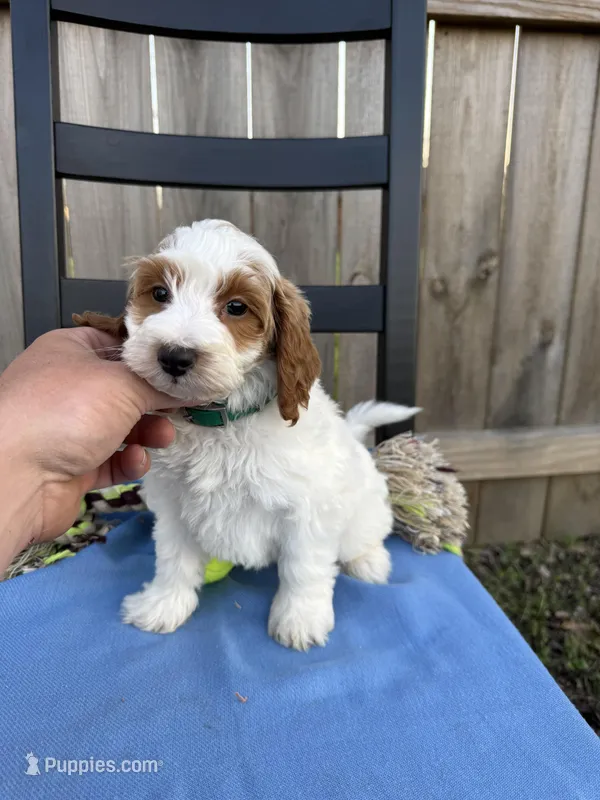 Lino – Miniature Goldendoodle puppy for sale in Nashville, TN