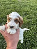 Lino, a male Miniature Goldendoodle for sale in Nashville, TN – Photo 3 of 5