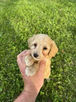 Bella, a female Miniature Goldendoodle for sale in Nashville, TN – 4 of 7