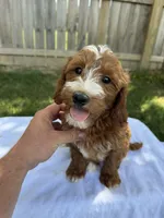 Jase, a male Miniature Goldendoodle for sale in Nashville, TN – 2 of 6