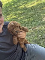 Sam, a male Miniature Goldendoodle for sale in Nashville, TN – 4 of 5