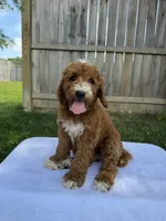 Jackson, a male Miniature Goldendoodle for sale in Nashville, TN – 5 of 7