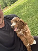 Jase, a male Miniature Goldendoodle for sale in Nashville, TN – 3 of 6