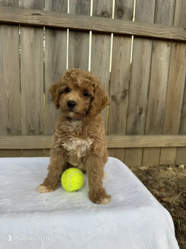 Sarah (micro mini) – Miniature Goldendoodle puppy for sale in Nashville, TN
