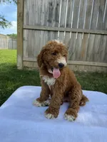 Jackson, a male Miniature Goldendoodle for sale in Nashville, TN – 6 of 7