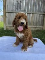 Jase, a male Miniature Goldendoodle for sale in Nashville, TN – 5 of 5