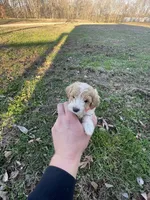 Bailey (micro mini), a male Miniature Goldendoodle for sale in Nashville, TN – Photo 10 of 10