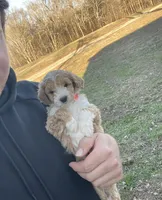 Bailey (micro mini), a male Miniature Goldendoodle for sale in Nashville, TN – Photo 3 of 10