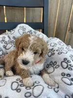 Bailey (micro mini), a male Miniature Goldendoodle for sale in Nashville, TN – Photo 5 of 10