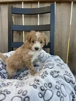 Bailey (micro mini), a male Miniature Goldendoodle for sale in Nashville, TN – Photo 6 of 10