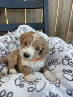 Bailey (micro mini), a male Miniature Goldendoodle for sale in Nashville, TN – Photo 7 of 10