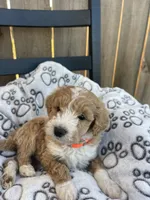 Bailey (micro mini), a male Miniature Goldendoodle for sale in Nashville, TN – Photo 4 of 10