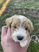 Bailey (micro mini), a male Miniature Goldendoodle for sale in Nashville, TN – Photo 2 of 10