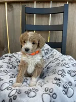 Bailey (micro mini), a male Miniature Goldendoodle for sale in Nashville, TN – Photo 9 of 10