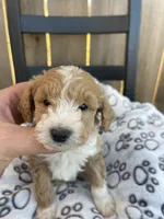 Bailey (micro mini), a male Miniature Goldendoodle for sale in Nashville, TN – Photo 8 of 10