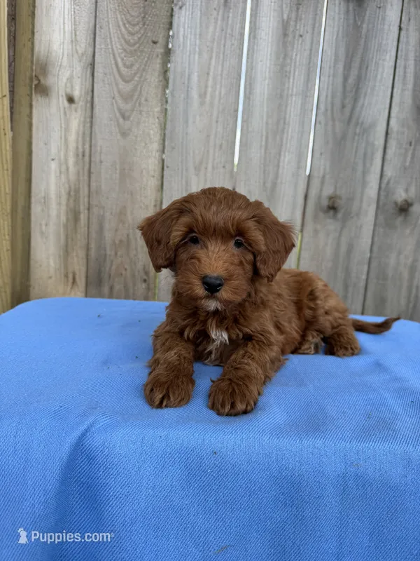 Stella – Miniature Goldendoodle puppy for sale in Nashville, TN