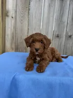 Stella, a female Miniature Goldendoodle for sale in Nashville, TN – 1 of 4
